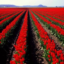 Srinagar Tourism Tour packages