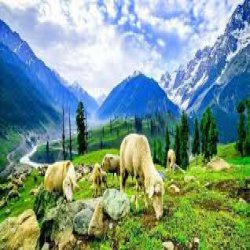 best of Kashmir Holiday Package